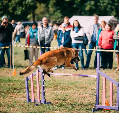 dog jumping in dog show